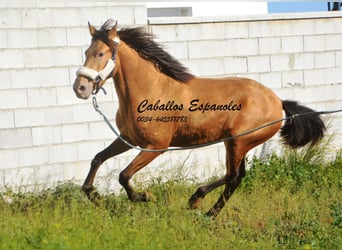 Andalusian, Stallion, 2 years, 14.3 hh, Champagne