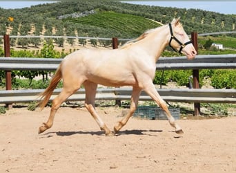 Andalusian, Stallion, 2 years, 14.3 hh, Perlino