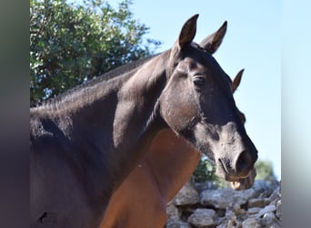 Andalusian, Stallion, 2 years, 15.1 hh, Black