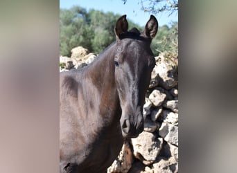 Andalusian, Stallion, 2 years, 15.1 hh, Black