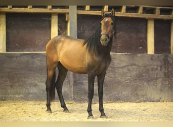 Andalusier, Hengst, 2 Jahre, 15,1 hh, Braunfalbschimmel