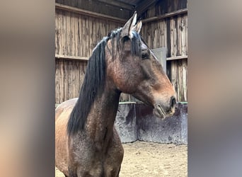 Andalusian, Stallion, 2 years, 15.1 hh, Brown Falb mold