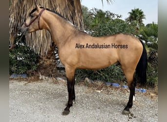 Andalusian, Stallion, 2 years, 15.1 hh, Buckskin