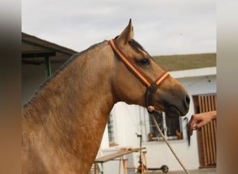 Andalusian, Stallion, 2 years, 15.1 hh, Buckskin