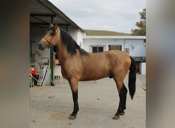 Andalusian, Stallion, 2 years, 15.1 hh, Buckskin