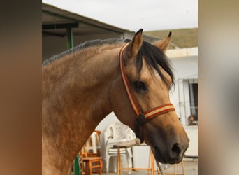 Andalusian, Stallion, 2 years, 15.1 hh, Buckskin