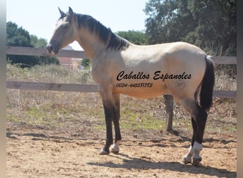 Andalusian, Stallion, 2 years, 15,1 hh, Dun