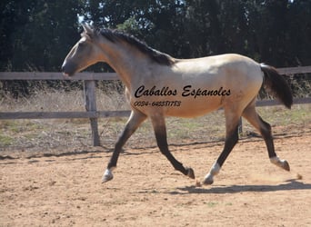 Andalusian, Stallion, 2 years, 15,1 hh, Dun