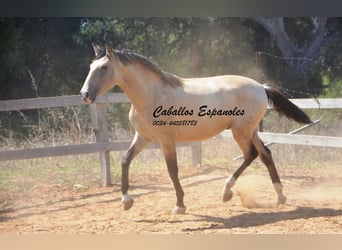 Andalusian, Stallion, 2 years, 15,1 hh, Dun