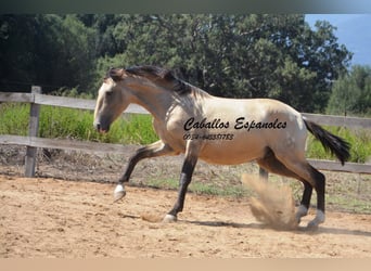 Andalusian, Stallion, 2 years, 15,1 hh, Dun