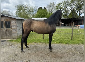 Andalusian, Stallion, 2 years, 15.1 hh, Gray-Red-Tan