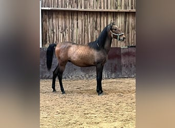 Andalusian, Stallion, 2 years, 15.1 hh, Gray-Red-Tan