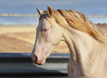 Andalusian, Stallion, 2 years, 15,1 hh, Perlino