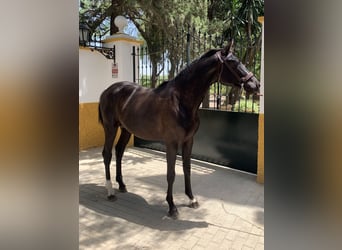 Andalusian, Stallion, 2 years, 15.2 hh, Black