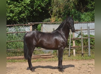 Andalusian, Stallion, 2 years, 15.2 hh, Black