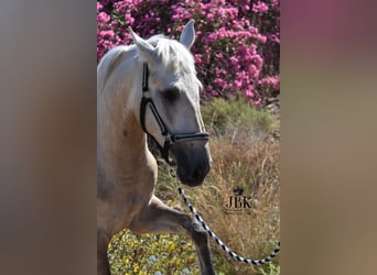 Andalusian, Stallion, 2 years, 15.2 hh, Can be white