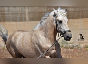 Andalusian, Stallion, 2 years, 15.2 hh, Can be white