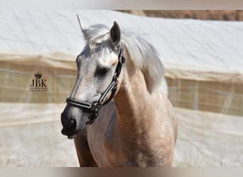 Andalusian, Stallion, 2 years, 15.2 hh, Can be white