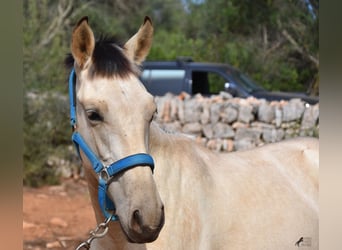 Andalusian, Stallion, 2 years, 15.2 hh, Dun
