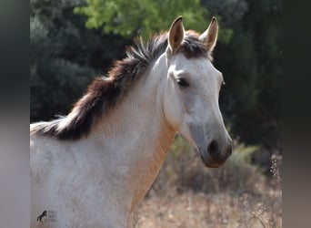 Andalusian, Stallion, 2 years, 15.2 hh, Dun