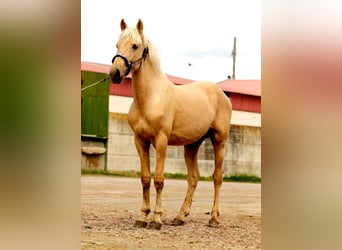 Andalusian, Stallion, 2 years, 15,2 hh, Palomino