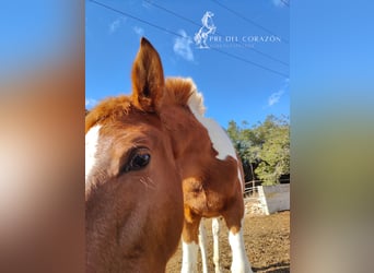 Andalusian, Stallion, 2 years, 15.2 hh, Pinto