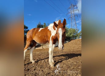 Andalusian, Stallion, 2 years, 15.2 hh, Pinto
