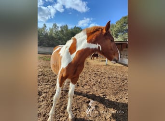 Andalusian, Stallion, 2 years, 15.2 hh, Pinto