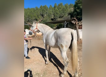 Andalusian, Stallion, 2 years, 15.2 hh, White