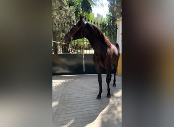 Andalusian, Stallion, 2 years, 15.3 hh, Bay-Dark