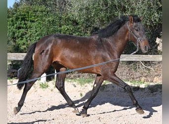 Andalusian, Stallion, 2 years, 15.3 hh, Brown
