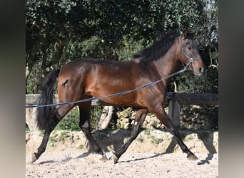 Andalusian, Stallion, 2 years, 15.3 hh, Brown