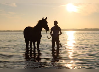 Andalusian, Stallion, 2 years, 15,3 hh, Brown