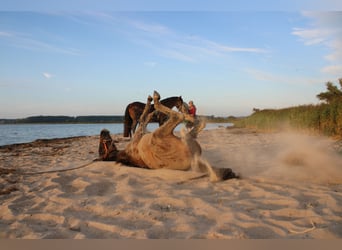 Andalusian, Stallion, 2 years, 15,3 hh, Brown