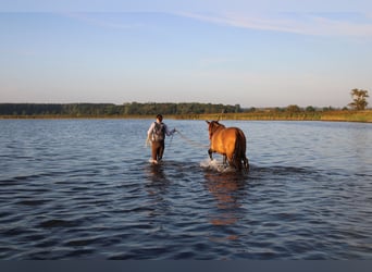 Andalusian, Stallion, 2 years, 15,3 hh, Brown