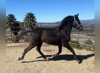 Andalusian, Stallion, 2 years, 15 hh, Black