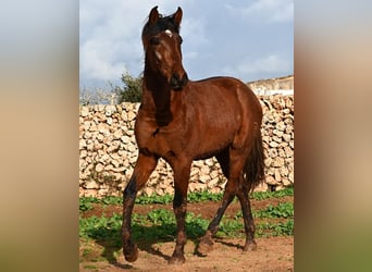Andalusian, Stallion, 2 years, 15 hh, Brown