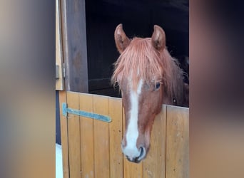 Andalusian Mix, Stallion, 2 years, 15 hh, Chestnut-Red