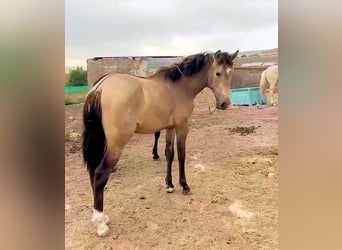 Andalusian, Stallion, 2 years, 15 hh, Dun