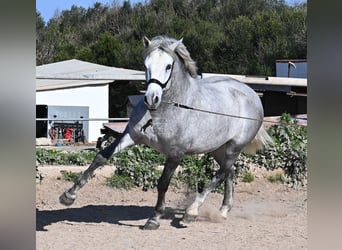 Andalusian, Stallion, 2 years, 15 hh, Gray