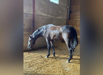 Andalusian, Stallion, 2 years, 15,1 hh, Black