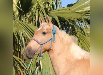 Andalusian, Stallion, 2 years, 15,1 hh, Palomino