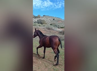 Andalusian, Stallion, 2 years, 15,2 hh, Bay