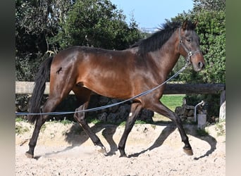 Andalusian, Stallion, 2 years, 15,3 hh, Brown