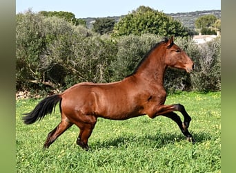Andalusian, Stallion, 2 years, 16.1 hh, Brown