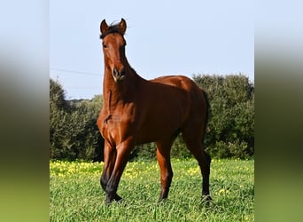 Andalusian, Stallion, 2 years, 16.1 hh, Brown