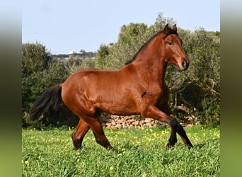 Andalusian, Stallion, 2 years, 16.1 hh, Brown