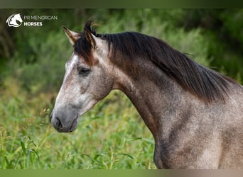 Andalusian, Stallion, 2 years, 16,1 hh, Gray