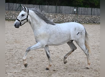 Andalusian, Stallion, 2 years, 16.1 hh, Gray