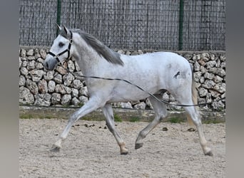 Andalusian, Stallion, 2 years, 16.1 hh, Gray
